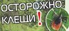 Осторожно клещи